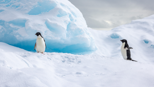 Antarctica - Penguins on Ice