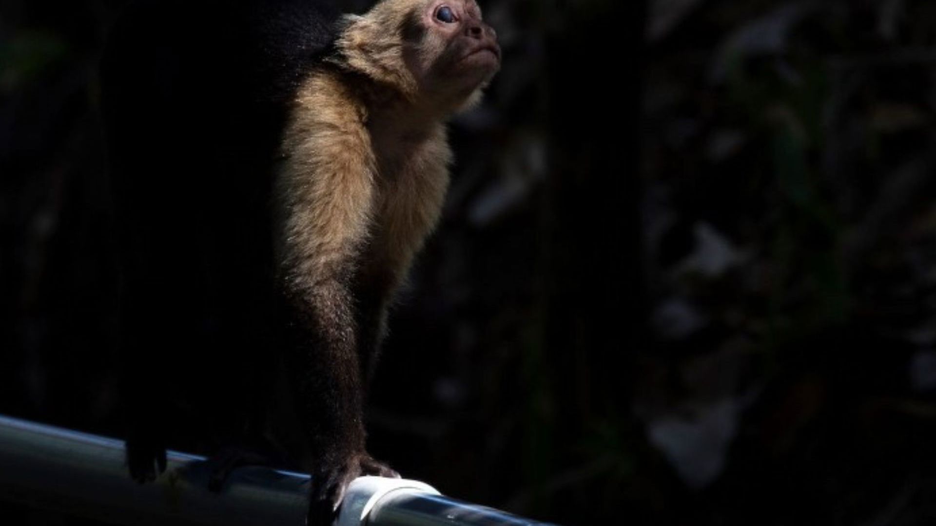 South American Explorer: Temples, Jungles & Panama with Viva Expeditions 