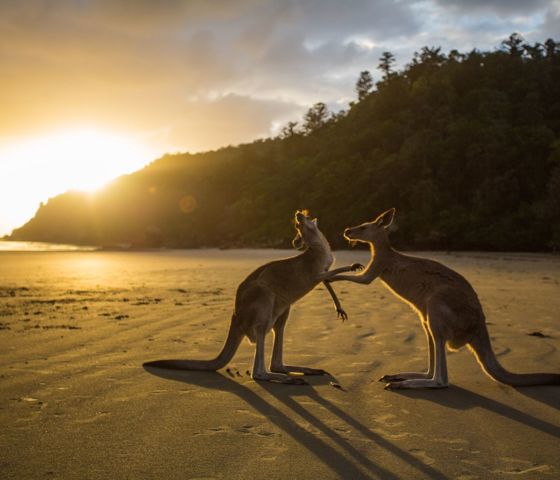 Kangaroos