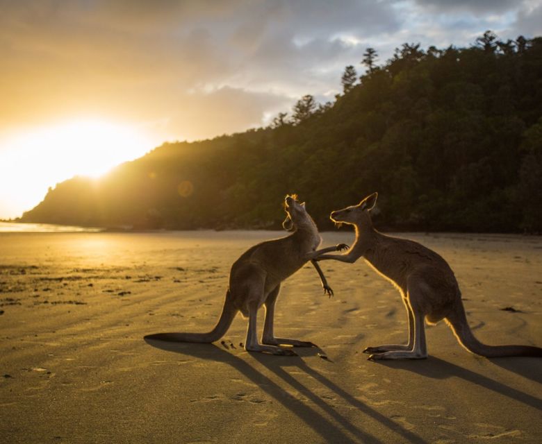 Kangaroos