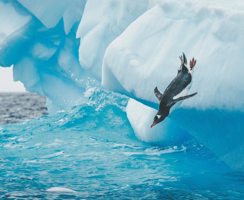 Penguin Diving