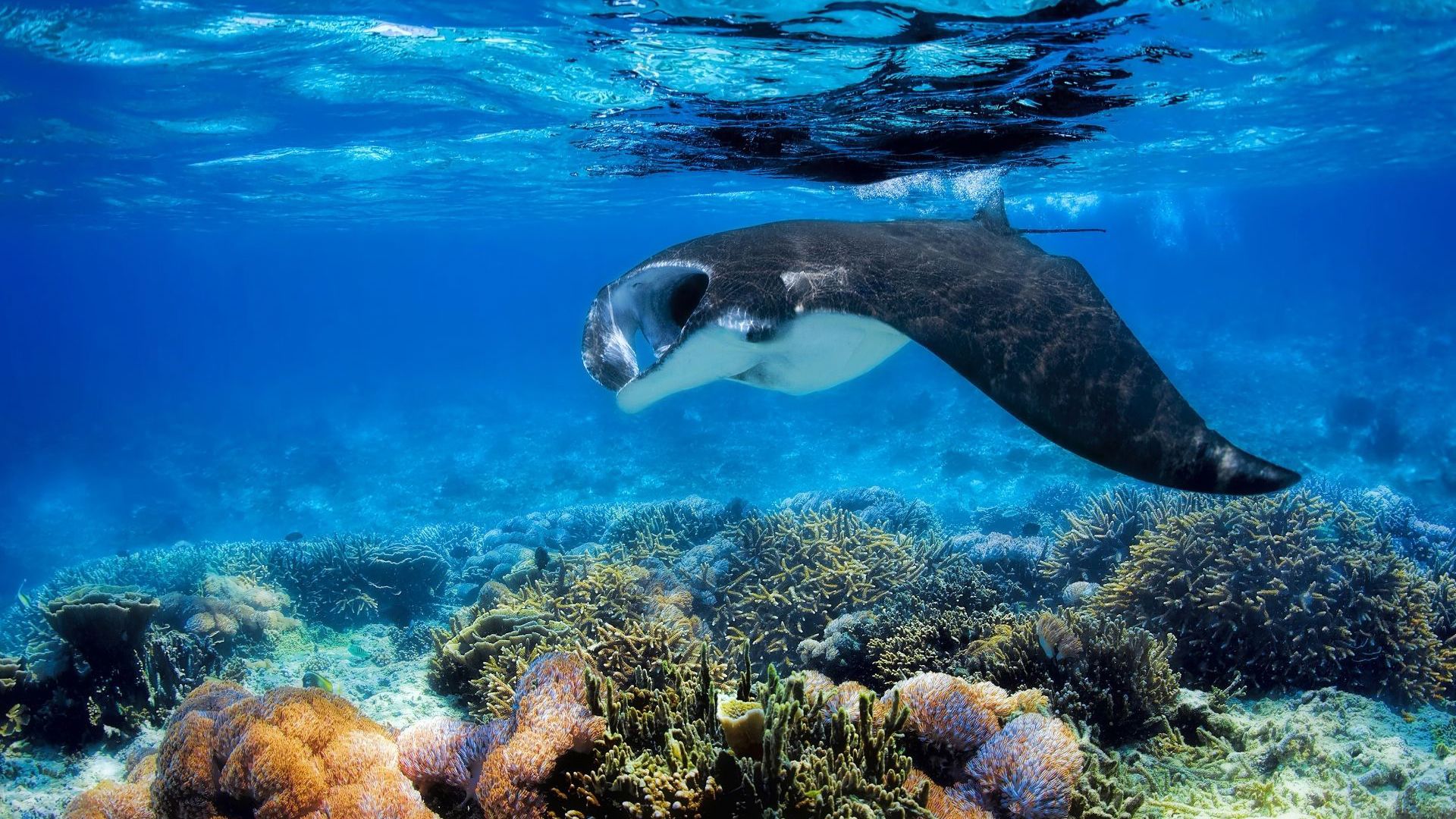 Manta Ray - Tourism Fiji - Credit Awesome Adventures
