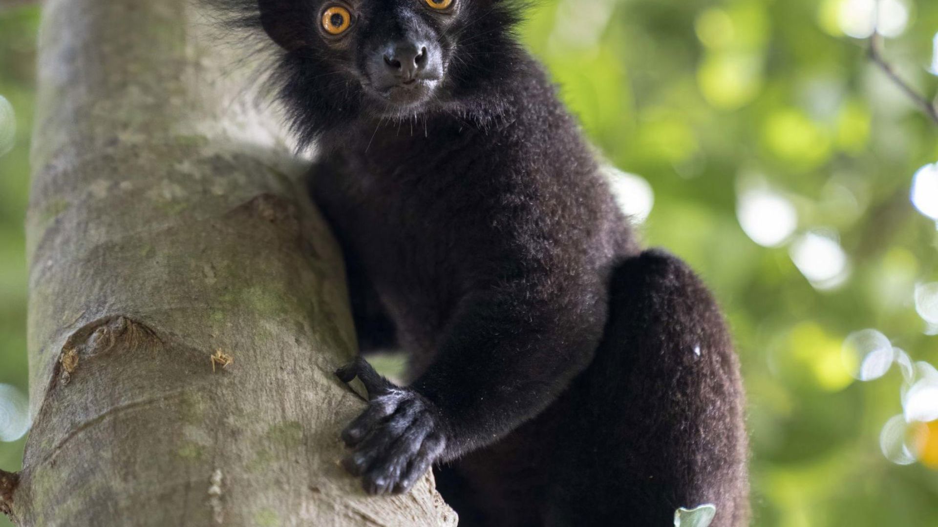 Magical Madagascar - Black Lemur