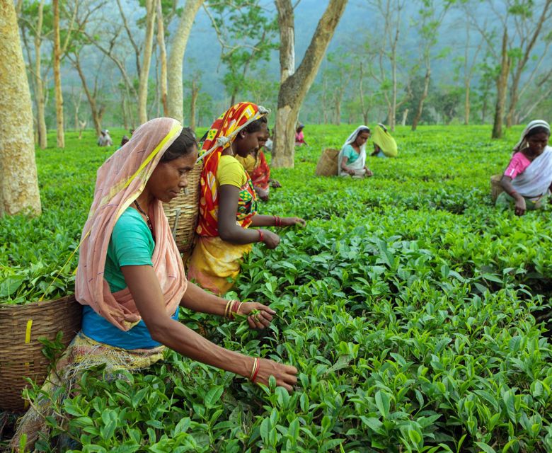 Nuwara Eliya Tea Plantation