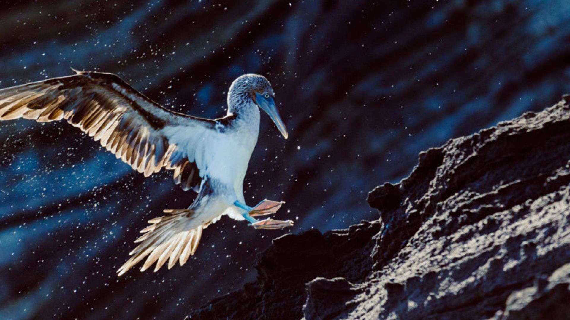 Beautiful bird seen on Santiago island, Galápagos Islands, Ecuador