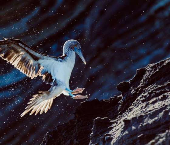 Beautiful bird seen on Santiago island, Galápagos Islands, Ecuador