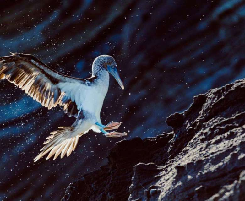 Beautiful bird seen on Santiago island, Galápagos Islands, Ecuador