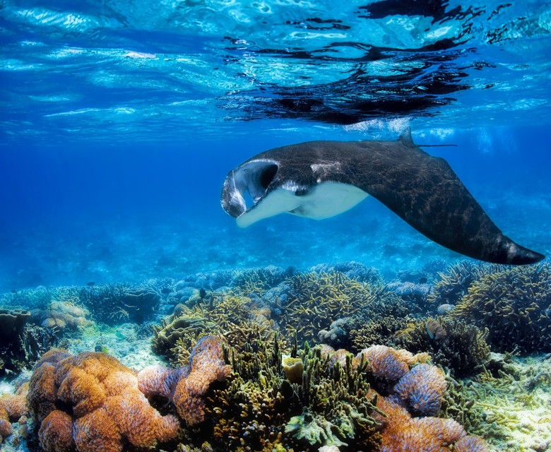 Giving Back to Wildlife 