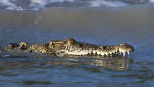 Kimberley's Crocodile