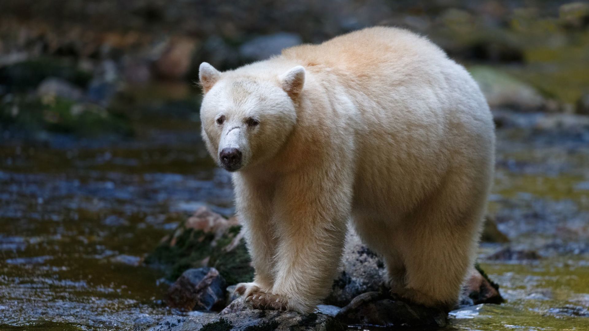 Spirit bear in Canada North America - Image credit: Getty Images