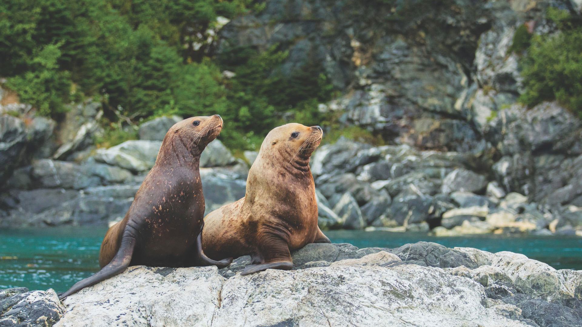 Rockies Rail & Coastal Alaska Expedition with Adventure World