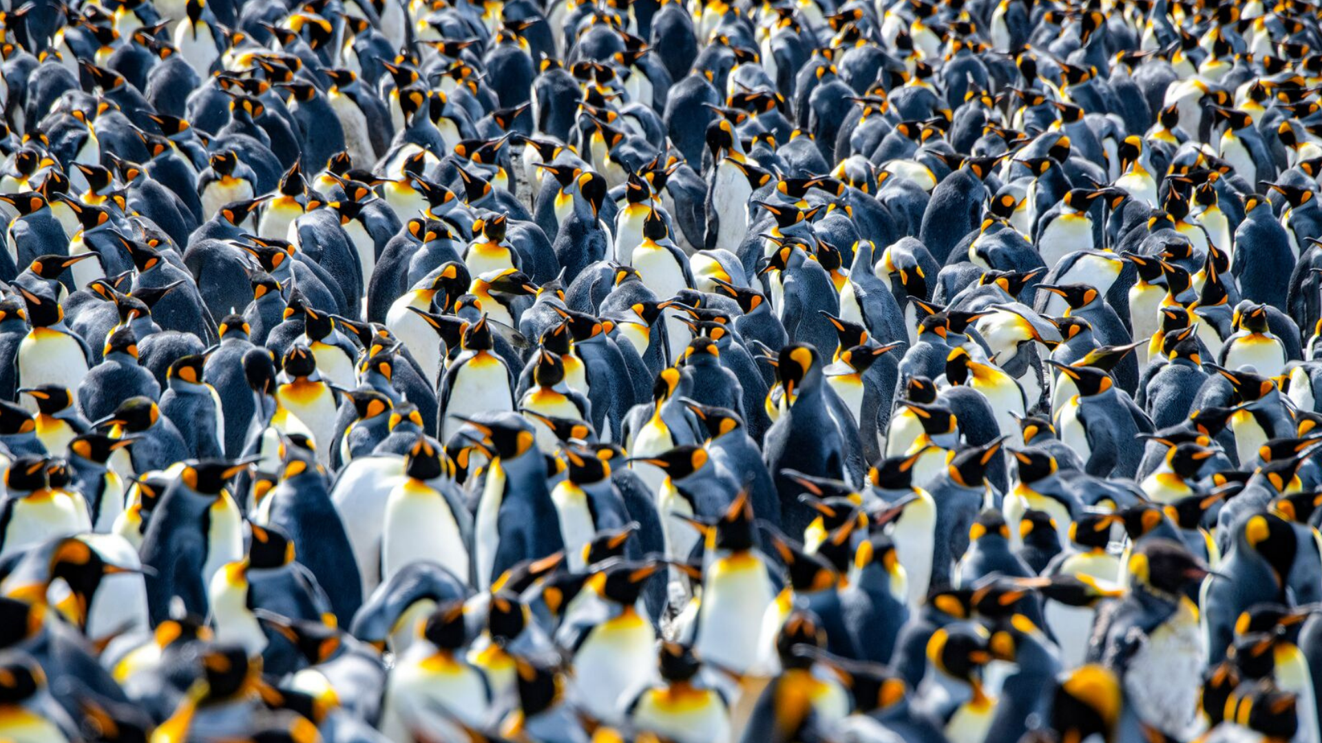 Macquarie Island - penguin colony