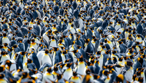 Macquarie Island - penguin colony