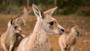 Hobart Kangaroos Celebrity