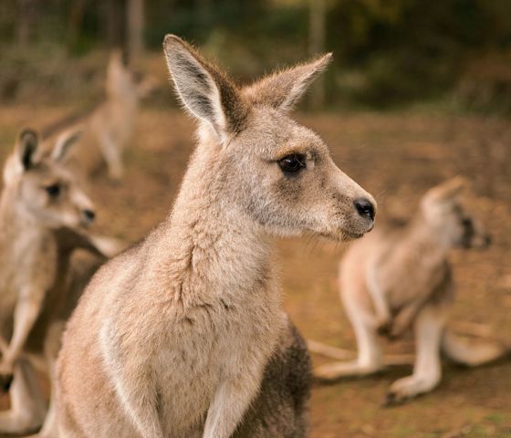 Hobart Kangaroo
