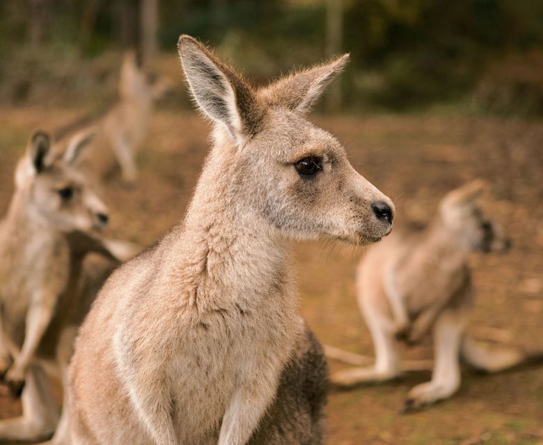Hobart Kangaroo