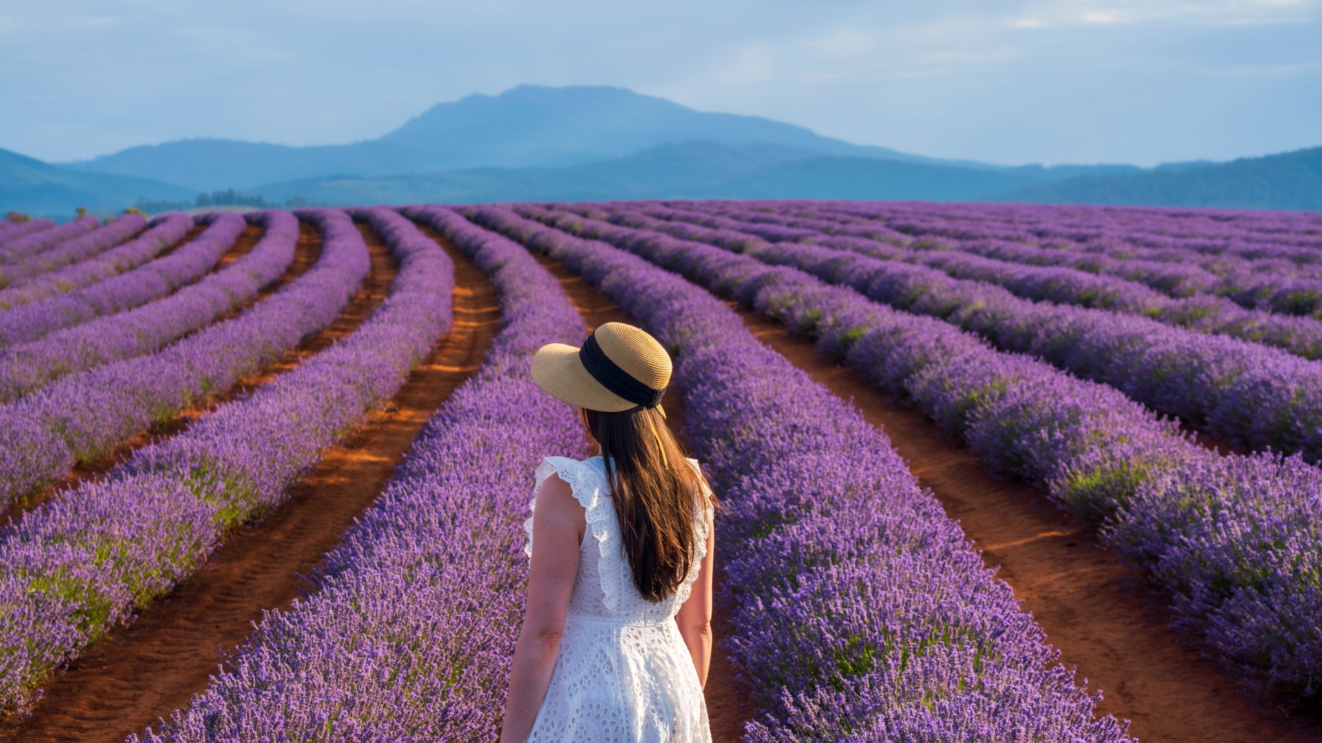 Bridestowe Lavender Farm
