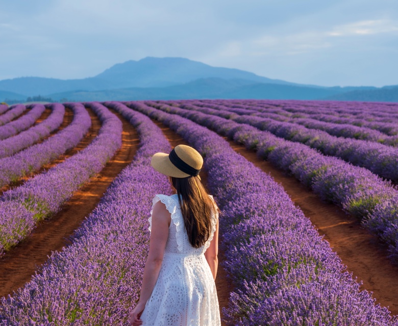 Bridestowe Lavender Farm