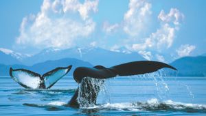 Alaska Glaciers with whales
