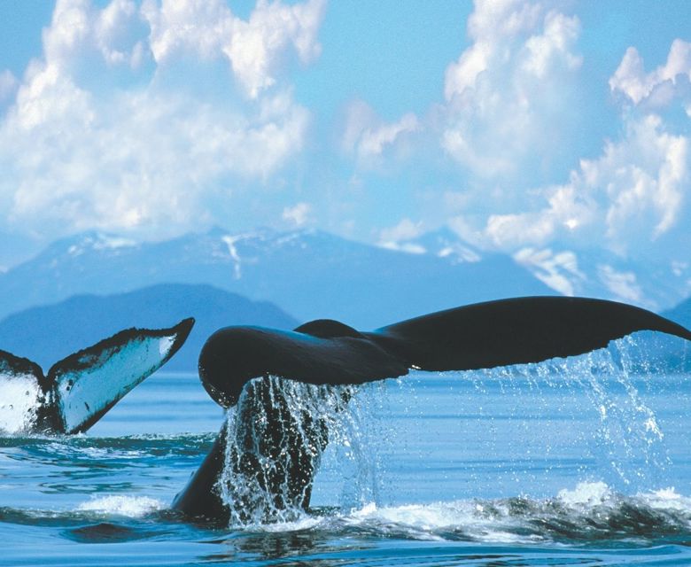 Whales in Alaska