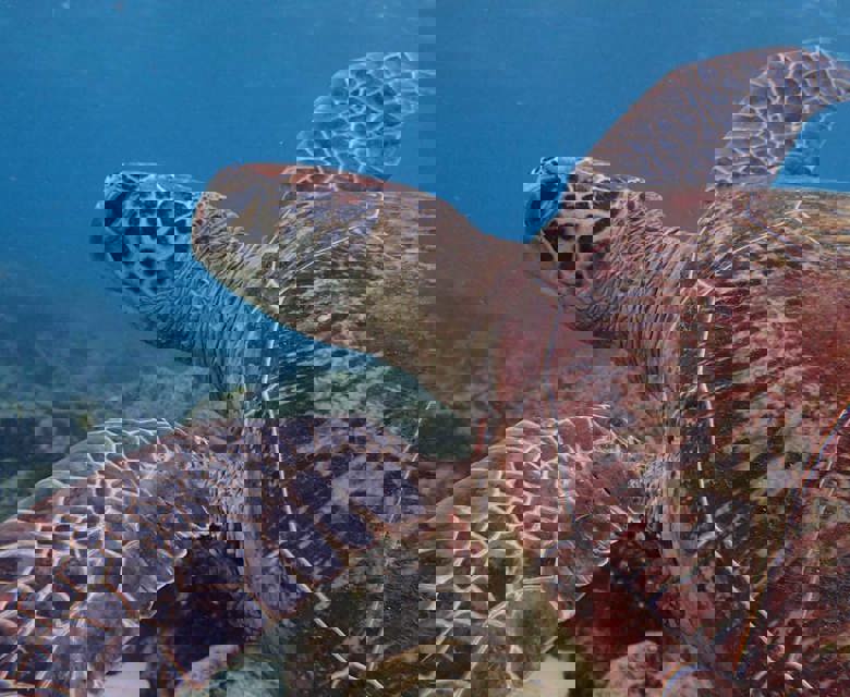 Sailaway - turtle