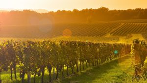 Bordeaux Vineyard