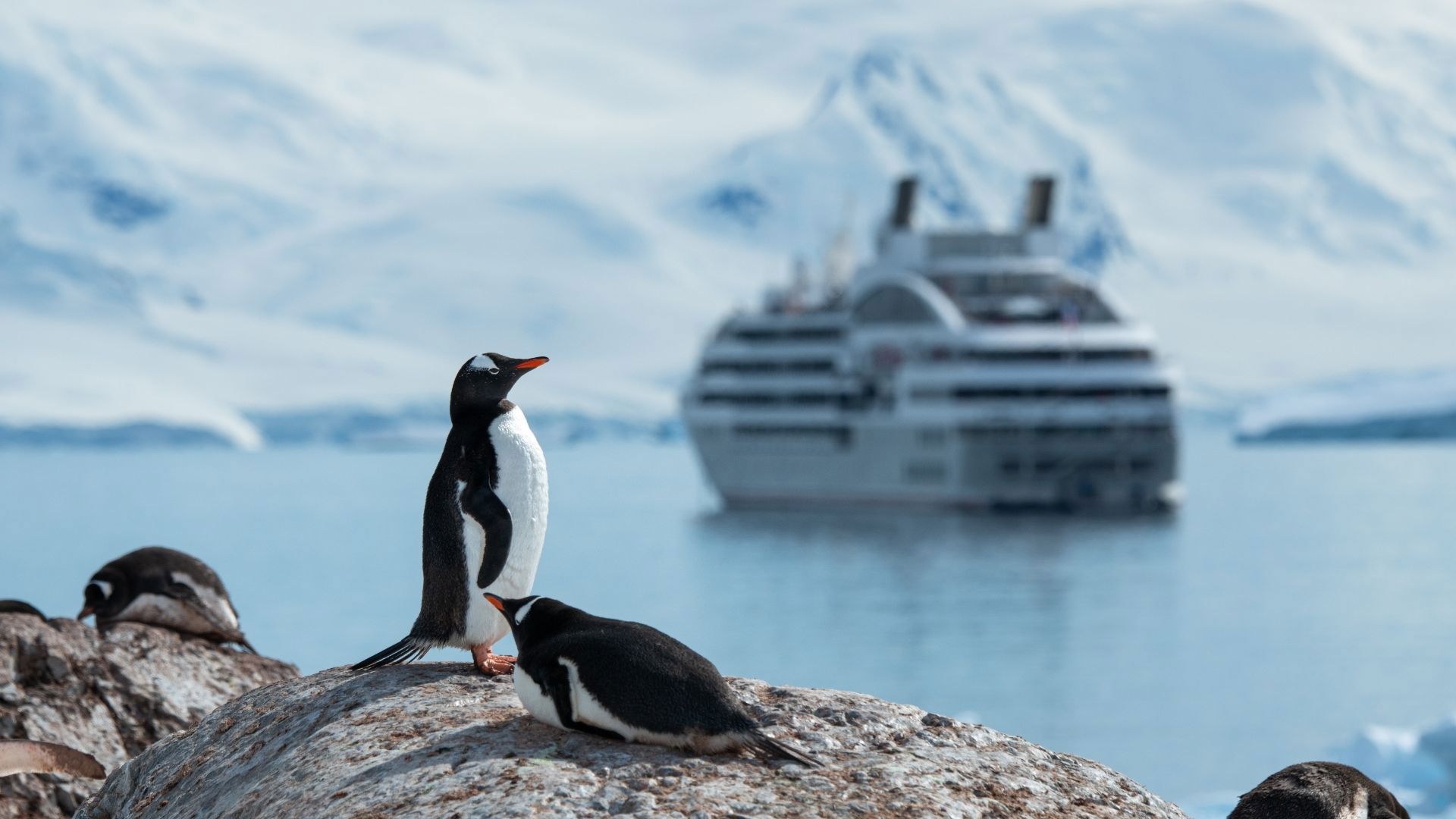  Cuverville Antarctique - Ponant Cruises © Studioponant Olivier Blaud