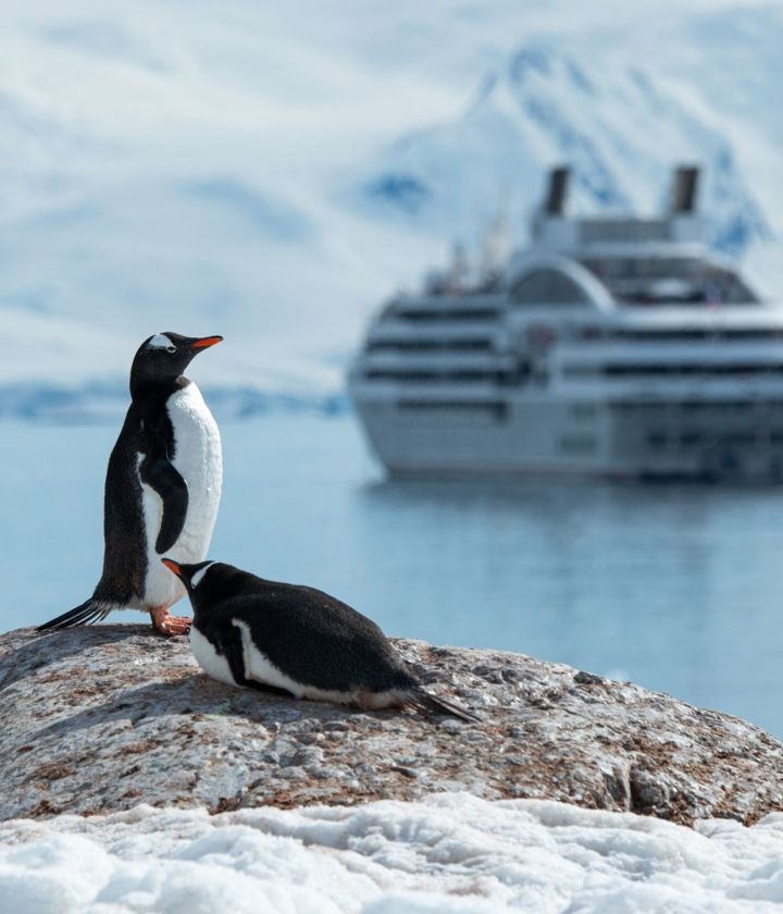 Penguins at Antarctic with Ponant Fleet