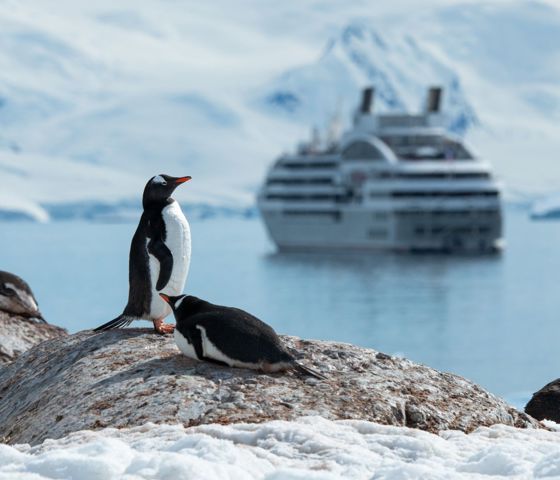 Penguins at Antarctic with Ponant Fleet