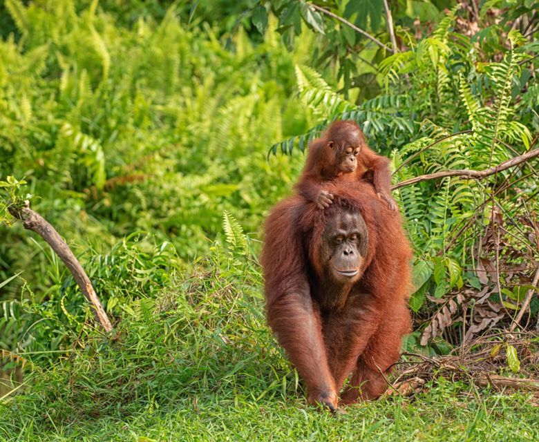 Rainforest in Borneo Jungle 