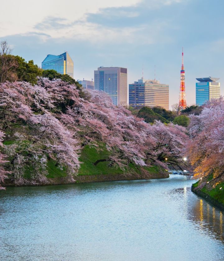 Sakura Blossom Garden Tokyo
