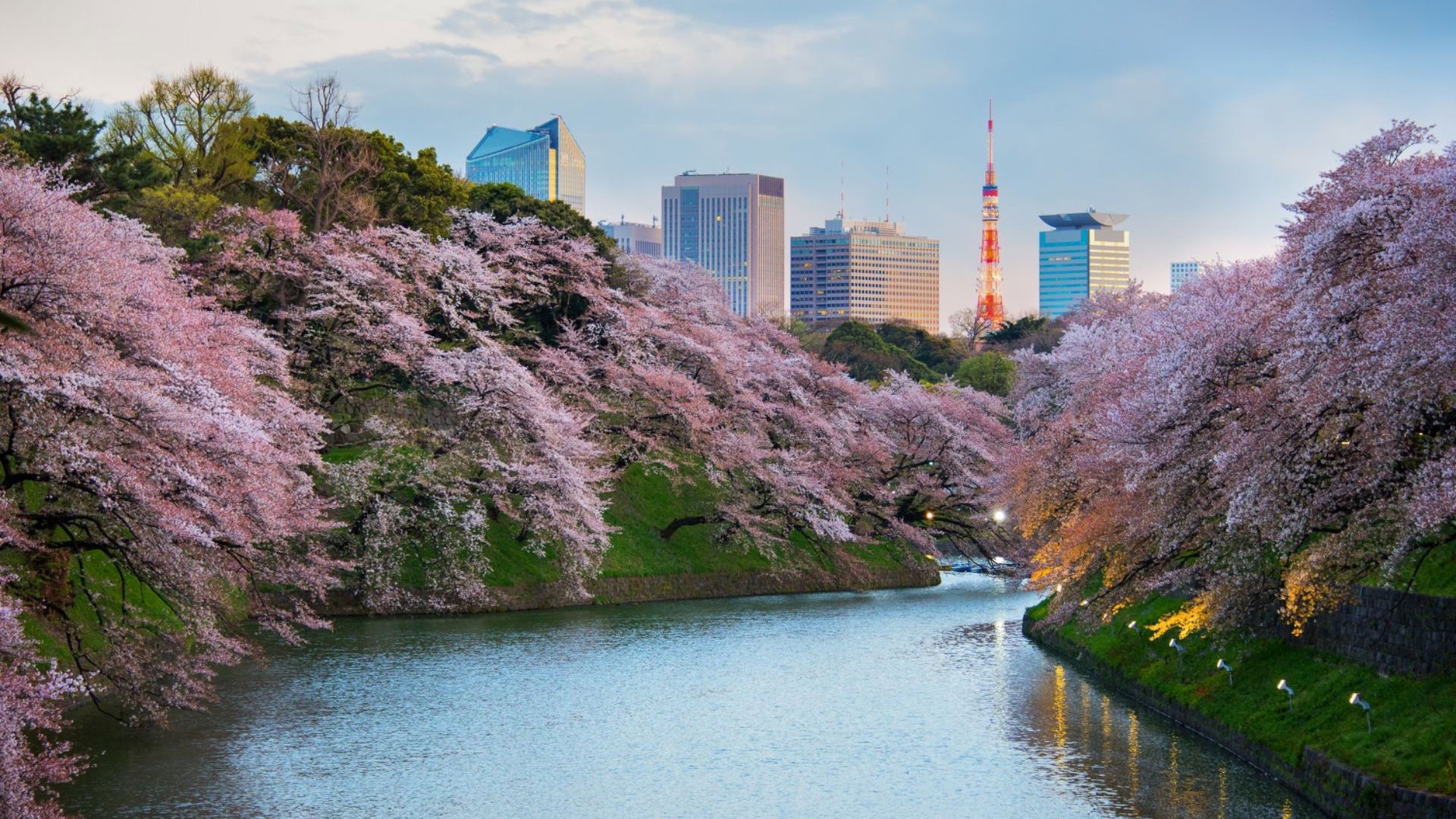 Sakura Blossom Garden in Tokyo Japan