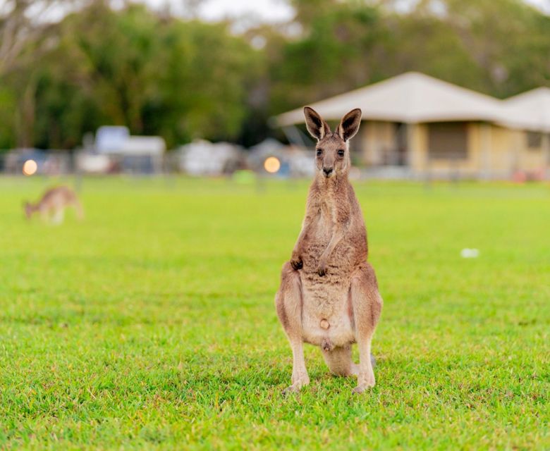 Habitat Noosa - Kangaroo