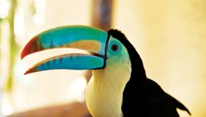 Toucan in Costa Rica