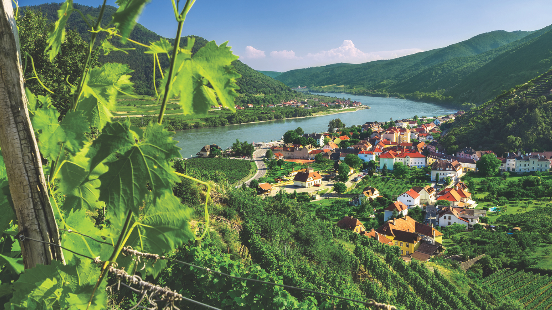 Danube - Vineyards