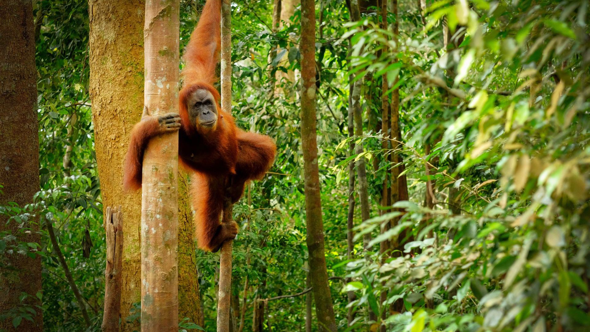Club Med Borneo