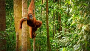 Club Med Borneo