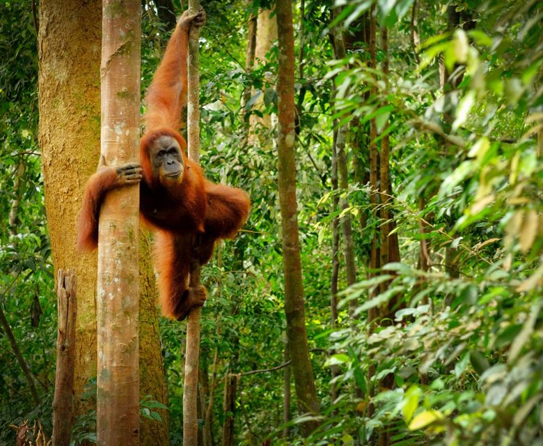 Club Med Borneo