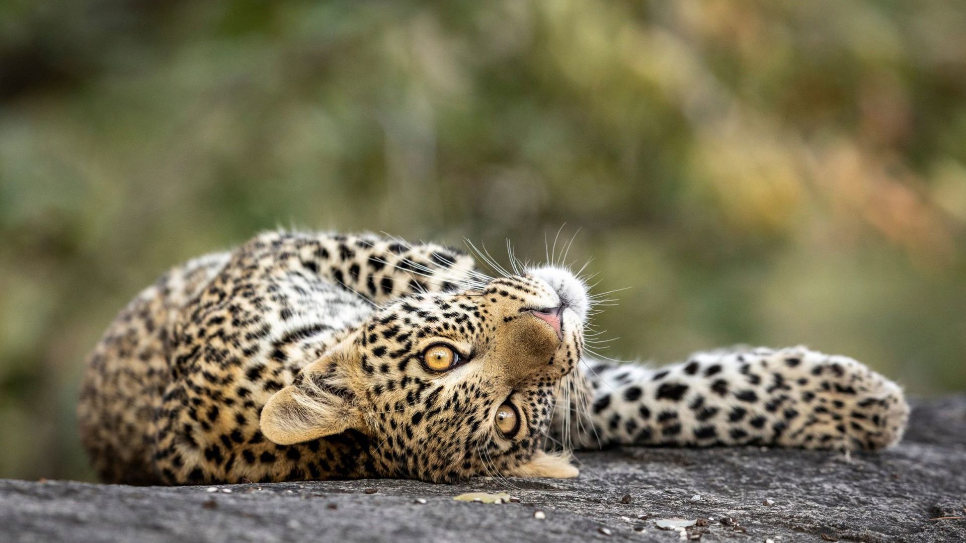 A leopard lazes on a rock in South Africa. Image Credit: Viva Expeditions