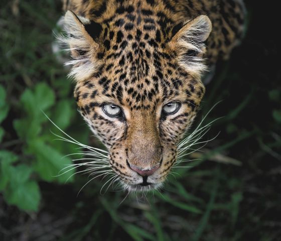 Leopard