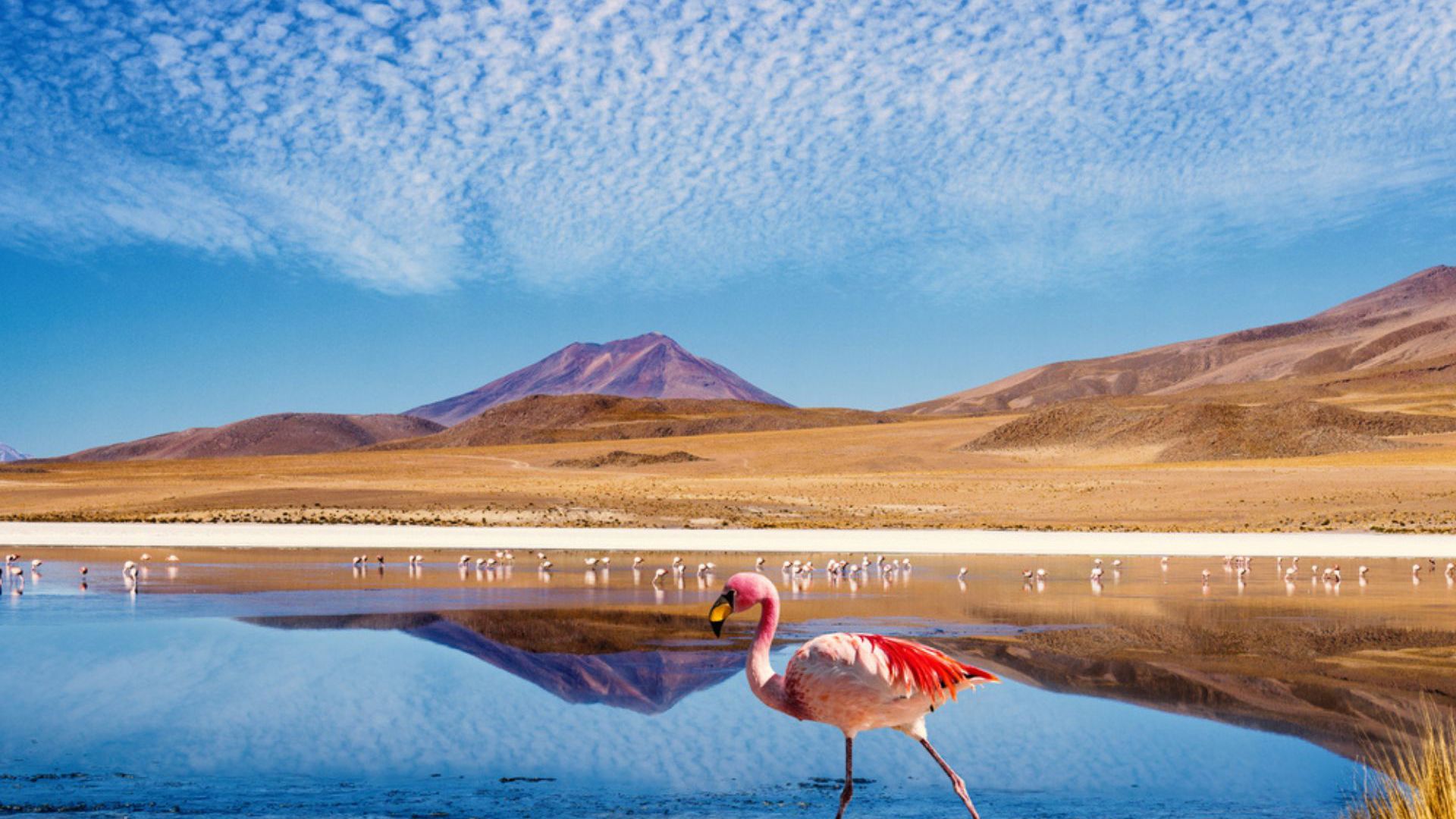 Signature Highlands of the Andes & Salt Flats with Viva Expeditions