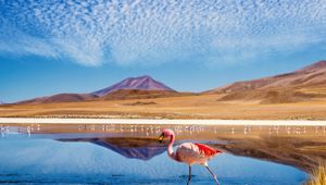 Signature Highlands of the Andes & Salt Flats with Viva Expeditions