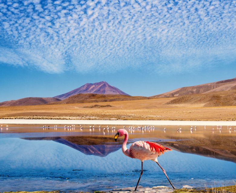 Signature Highlands of the Andes & Salt Flats with Viva Expeditions
