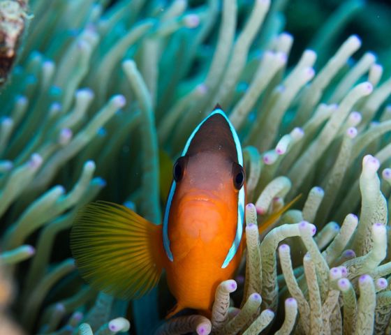 Diving In The Bligh Water2 Tourism Fiji Credit Andrea Rothlisberger