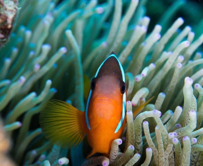 Diving In The Bligh Water2 Tourism Fiji Credit Andrea Rothlisberger