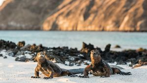 Galapagos - San Cristobal Island - Insider Galapagos