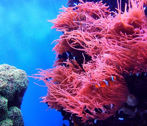 Coral Garden Great Barrier Reef
