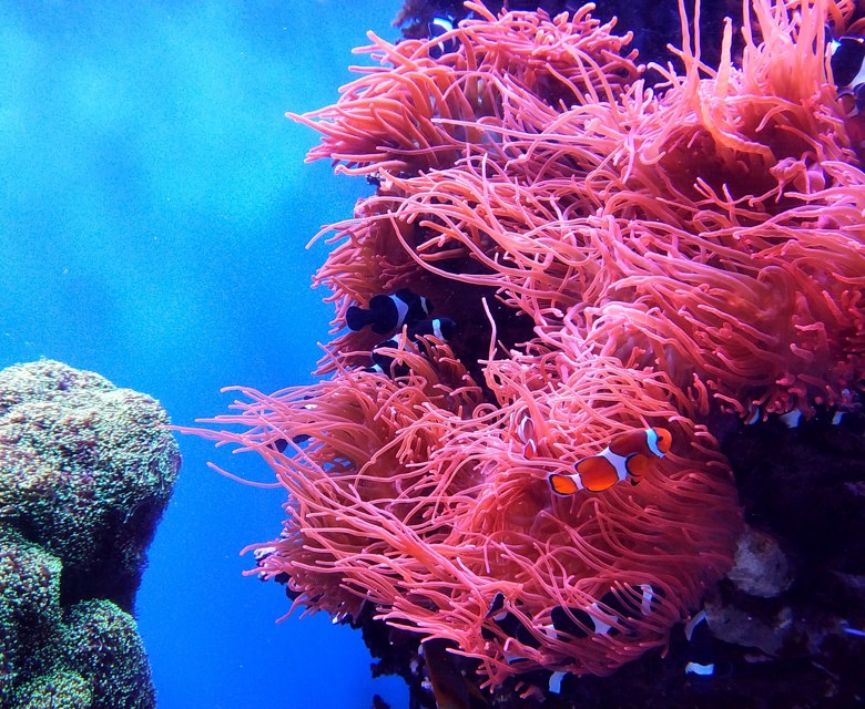 Coral Garden Great Barrier Reef