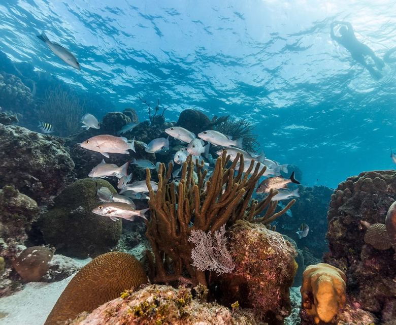 Marine Reserve Snorkeling Coral Fish, Roatan, Honduras