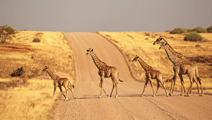  Group Of Giraffes Walking On The Gravel Road In Namibia